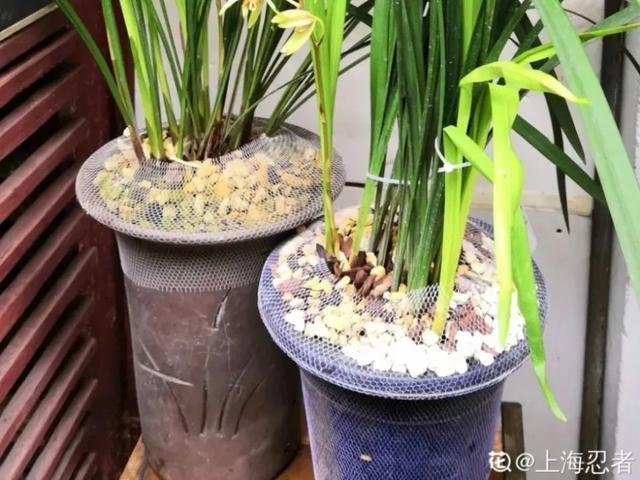 家里养盆虎皮兰，小花盆、挤着养，疯狂开花爆小崽！