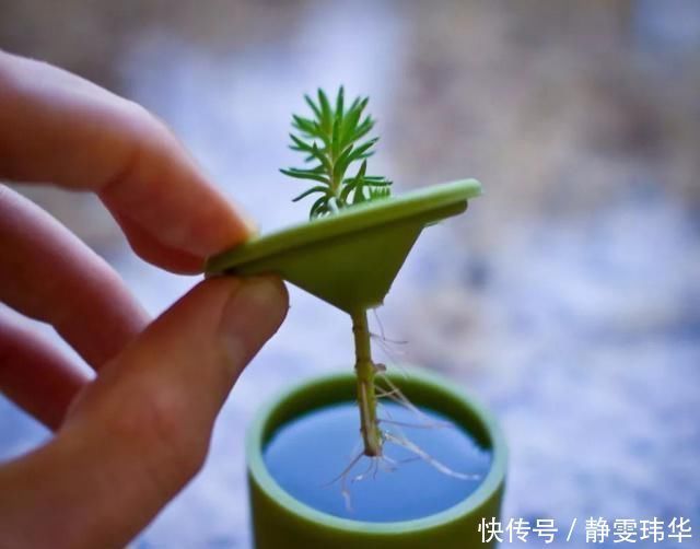 有5种万能“扦插水”,制作方便,不管什么插穗,只要一泡就生根
