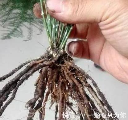 家里的文竹此样做,1盆轻松变10盆,枝叶繁茂观赏性高