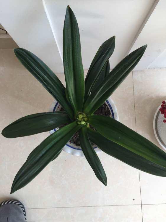 5年君子要兰开花,叶片不对称长一圈,以为养废了,花友说是珍品