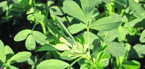 聪明的人可以吃3种食物，美容养生、滋润肌肤，早吃早健康！