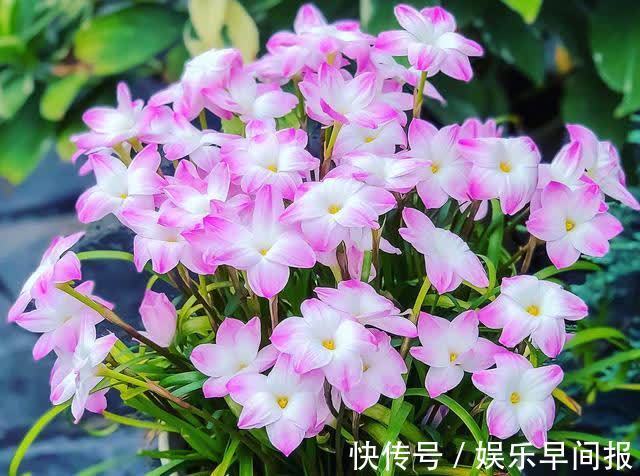 4种“懒人花”,浇点水就疯长,枝壮花多空气好,不会养花就养它