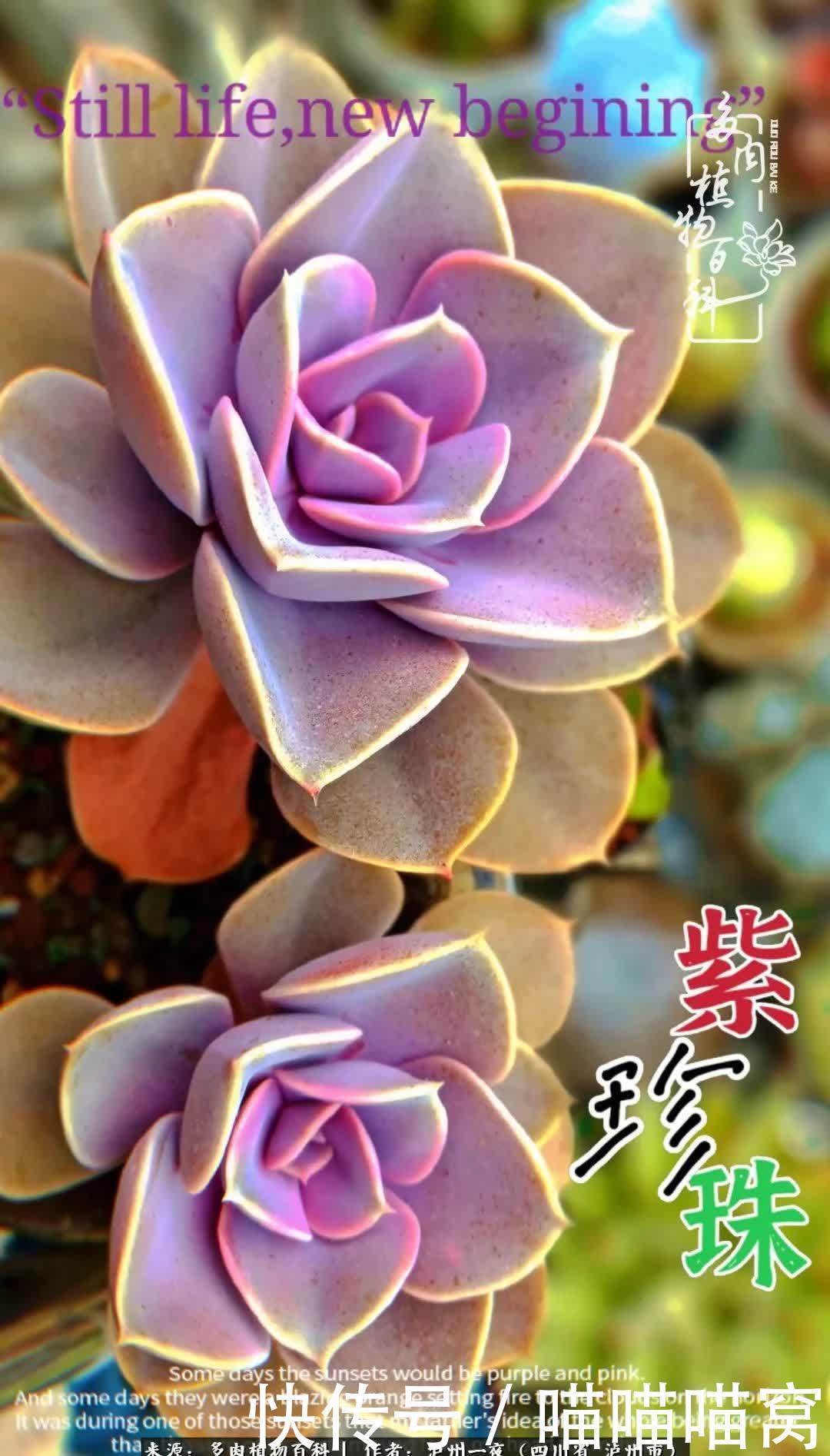 今日阳光正好怎能浪费?多肉美照拍拍拍!