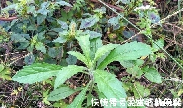 中草药|农村一种野草，农民很讨厌，却是极品中草药，止血效果非常好