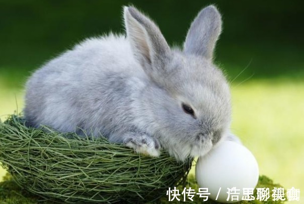 属兔|“生肖兔”的晚年命数，尤其是75年的好好看看，佛说一切都是天意