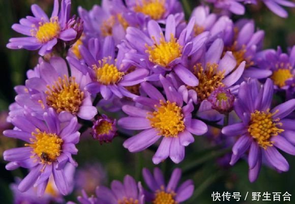 懒人最爱养的花,半月不浇水照样爆盆,花苞爬满枝头,绚丽多彩