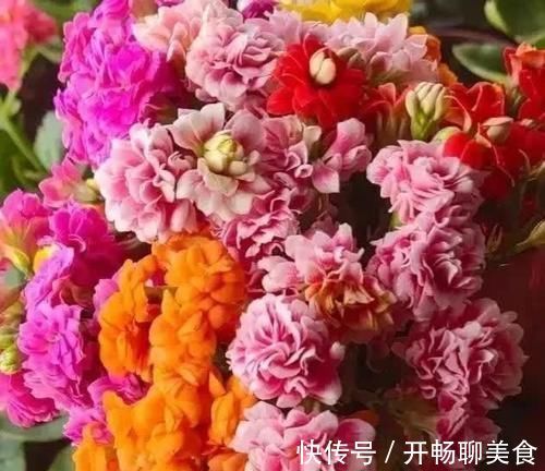 长寿花开花越来越少?2个方法催催它,蹭蹭冒出满枝花!