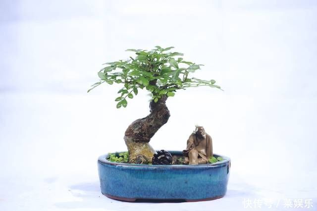 枝条|网友分享的白蜡微型盆栽,室内摆件精品盆栽,快来一睹为快