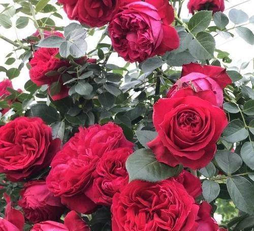 推荐10款红色系月季，每一款都惊艳，你最喜欢哪一款？