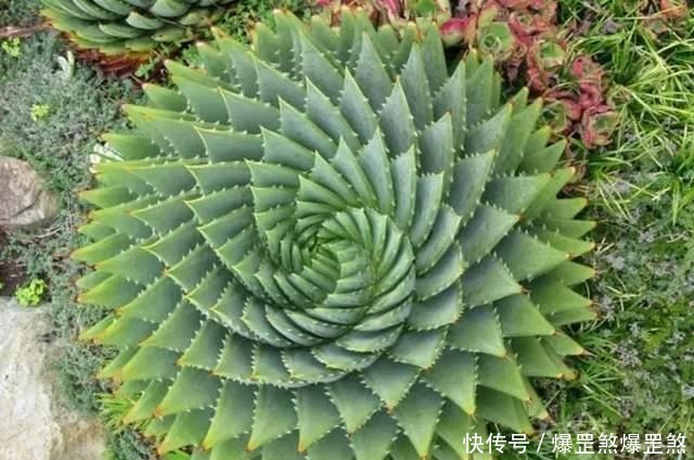 4种高贵的多肉，很多人只听过名字，却没养过，直呼养不起！