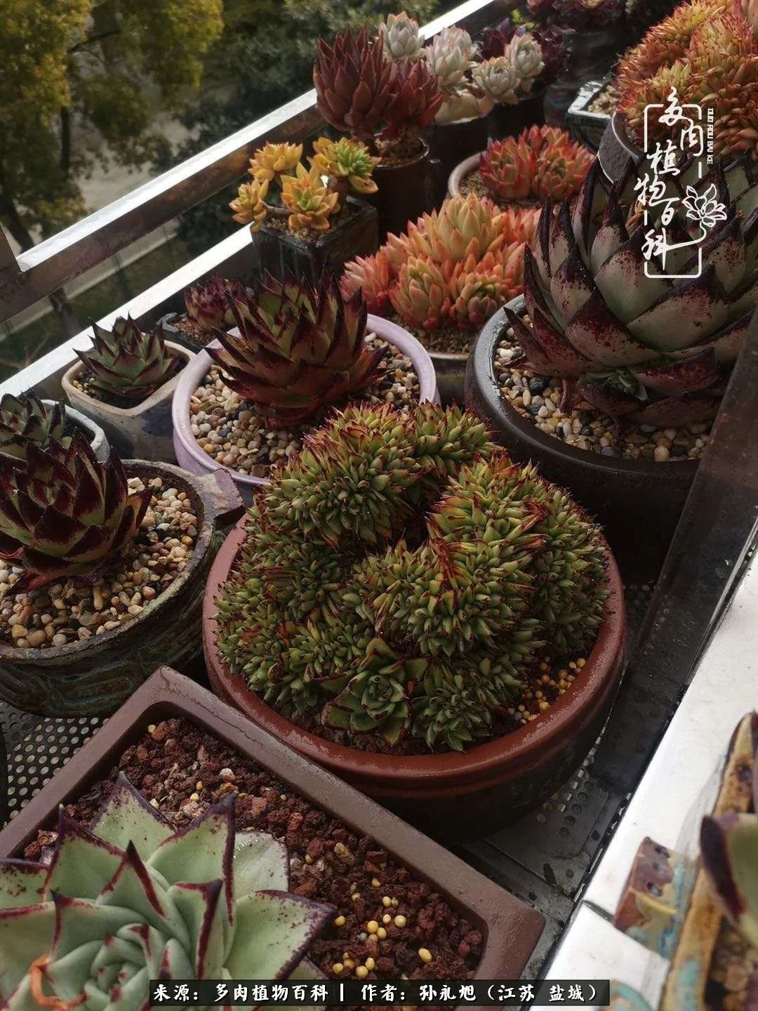 养多肉三年多九万里悟道，终归诗酒田园！