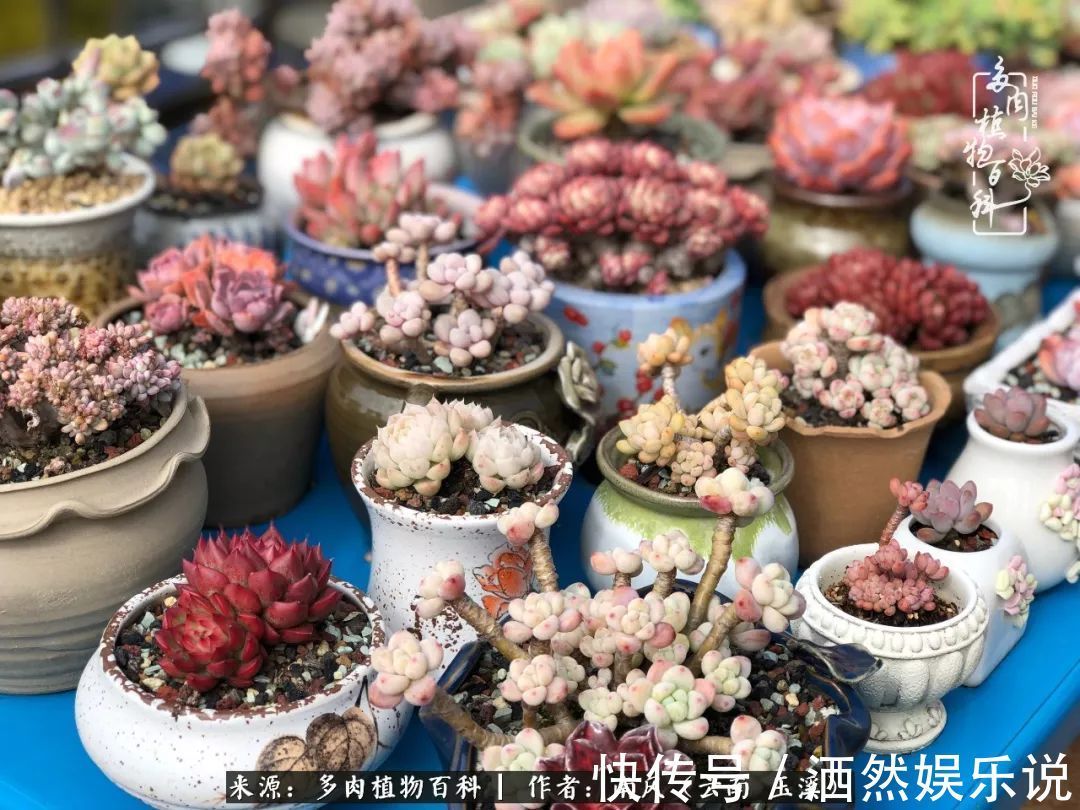 肉友|深秋里，种多肉、赏多肉、会肉友，马不停蹄快乐多！
