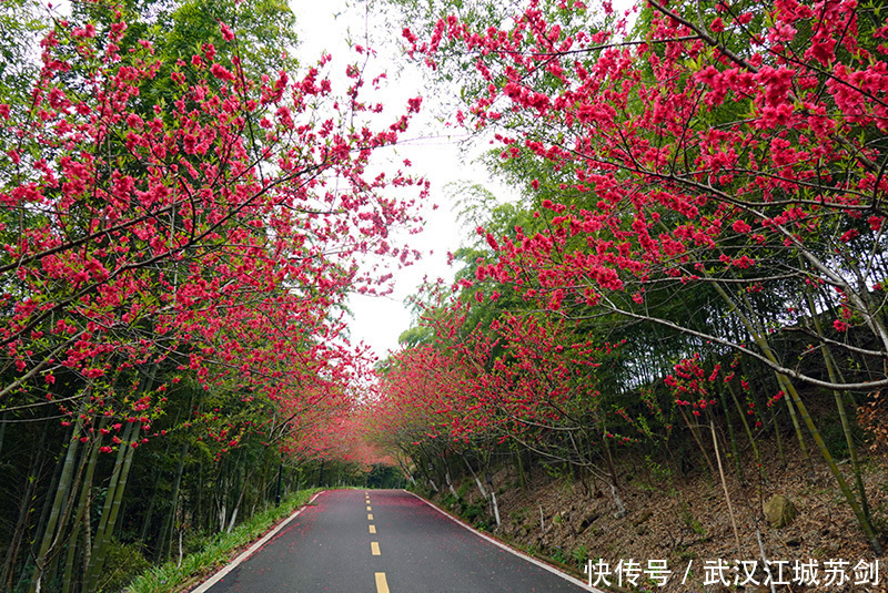 灼灼碧桃艳春色、花乡茶谷春满园