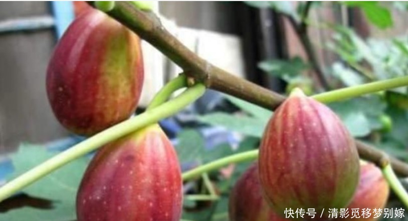 “4种水果”种阳台,好养漂亮结果多,当年就挂果,果子挂满枝!