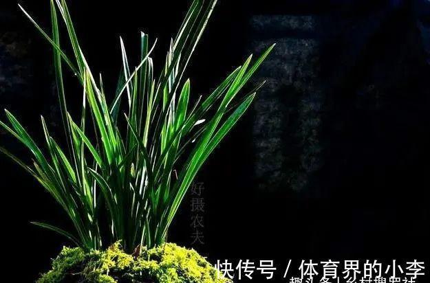 立冬到了,兰花还能淋雨吗?兰友说:这3种兰花千万不要淋雨