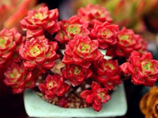 这三种红色系多肉,颜色鲜艳,十分好养,有的还很爱生娃娃