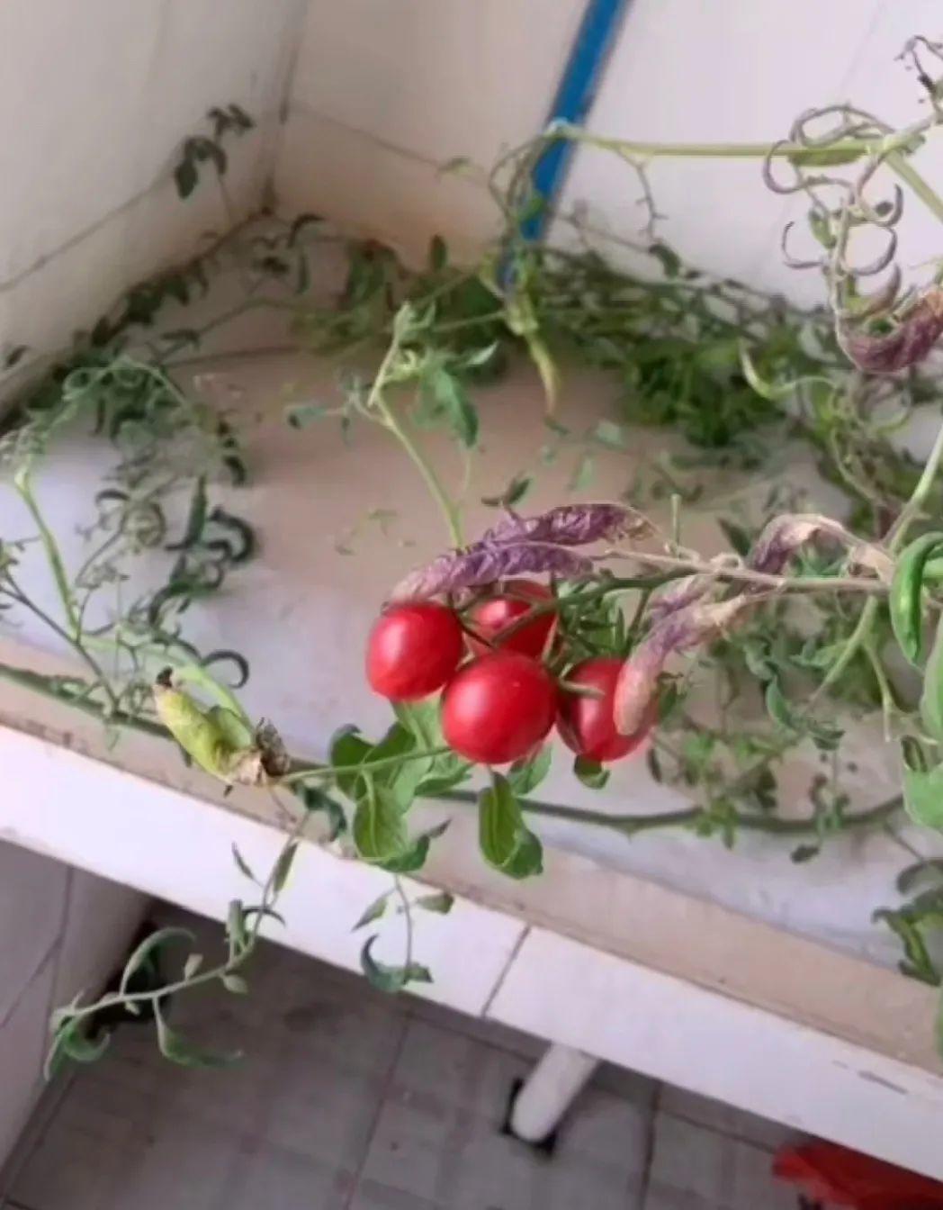 3个月后才回家,家里的花疯了,墙缝、房顶都爬满!