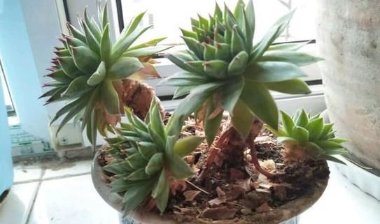 在此说说，多年养花使用过的“浇水”方法