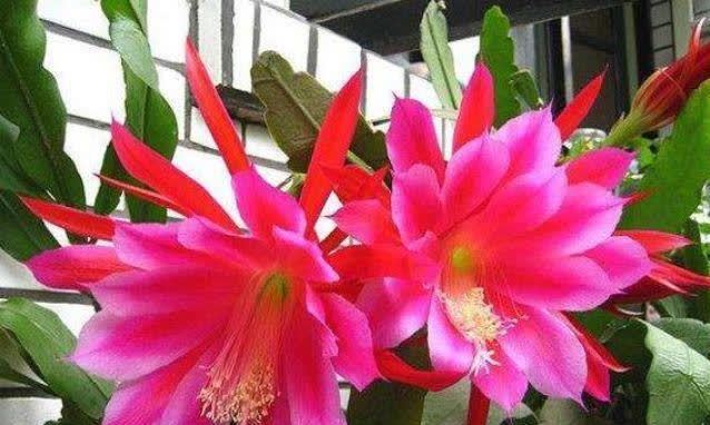 4种花很好养,耐热耐晒更耐旱,日子红火财运滚滚,好看极了