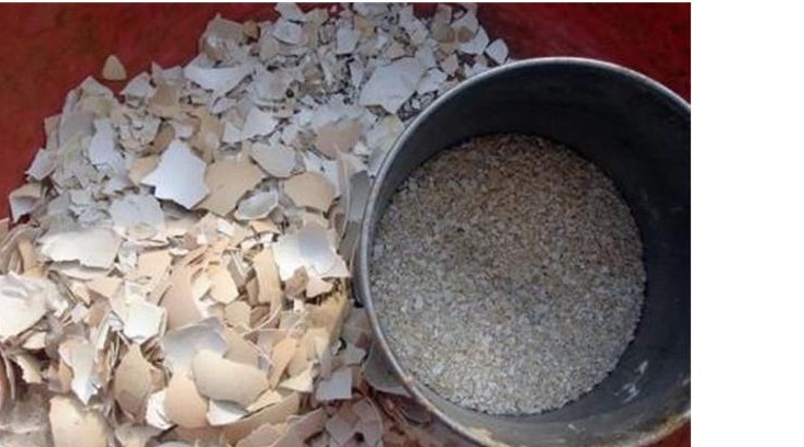 养月季，用这些生活中的“氮磷钾钙肥”，用好了开花一茬