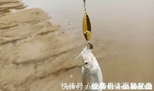 垂钓|长江该禁止钓鱼一男子长江“疯钓”野生白鱼，引网友怒怼