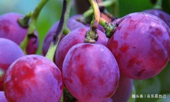 美容|想长寿要会吃,4种食物不错过,淡化皱纹,养颜美容,身体棒棒哒