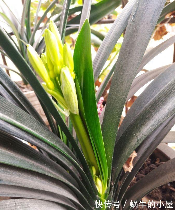 美美哒|夏天的君子兰,懒养才行,做到3个少,叶厚实油绿年年能开花