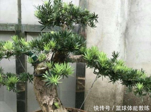 罗汉松你了解多少如何养护怎样制成美丽盆景！
