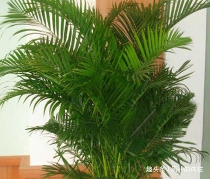 懂花人都喜欢这三种绿植，养在家里既美观又健康，快来看看吧