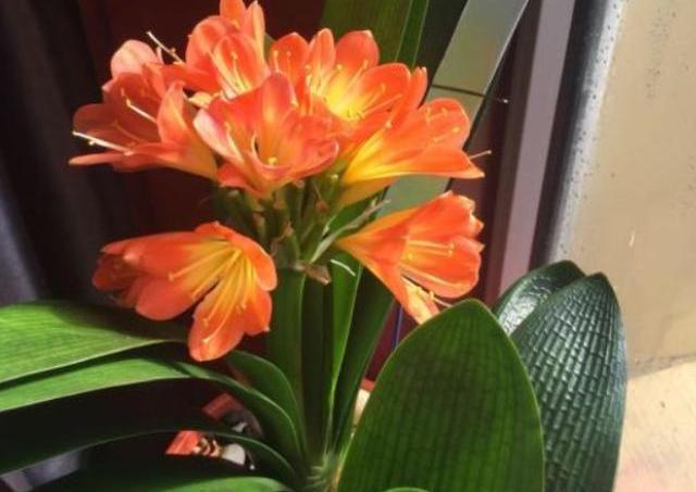 歪七|君子兰摆放，大有“讲究”，3个位置坚决不能放，歪七扭八太难看