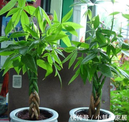 公认的“12种耐阴花”，有点散光就能长，花叶俱美有格调