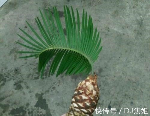 小天地|叔叔养了1盆“光杆树”,邻居都笑他傻,2年后看到一脸羡慕!