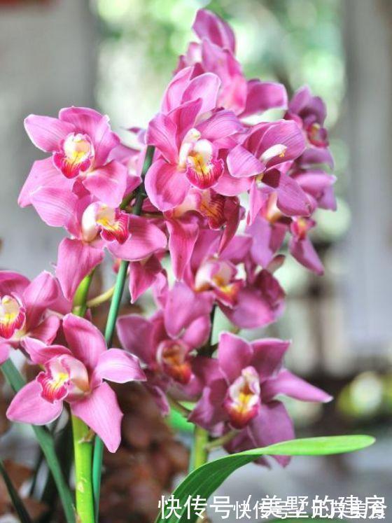 花期超长的几款花,养在家里四季有花开,花香四溢