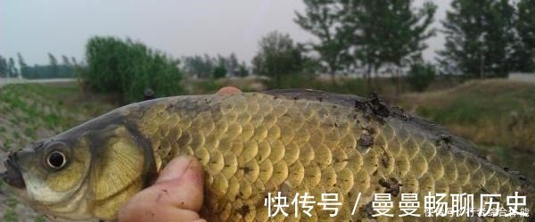 水草|老话讲“钓鱼要钓草,不然要白跑”!但这4种水草钓也白跑