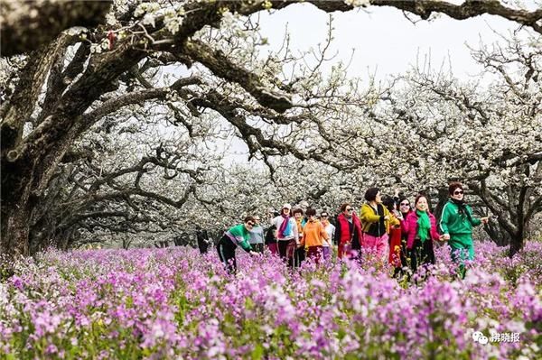 第26届中国·砀山梨花节：乡村振兴春风来 千树万树梨花开