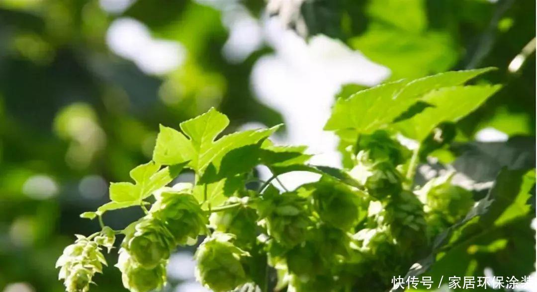 10种适合秋天移种的爬藤花，养1年就能爬满墙