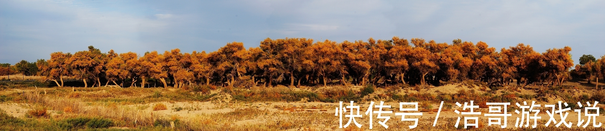 胡杨|乌鲁木齐周边的胡杨林，还你一个秋天的童话