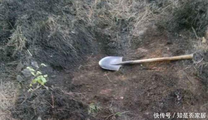 好土才能养好君子兰,3种“废物”搭配,不花一分钱,根系长满盆