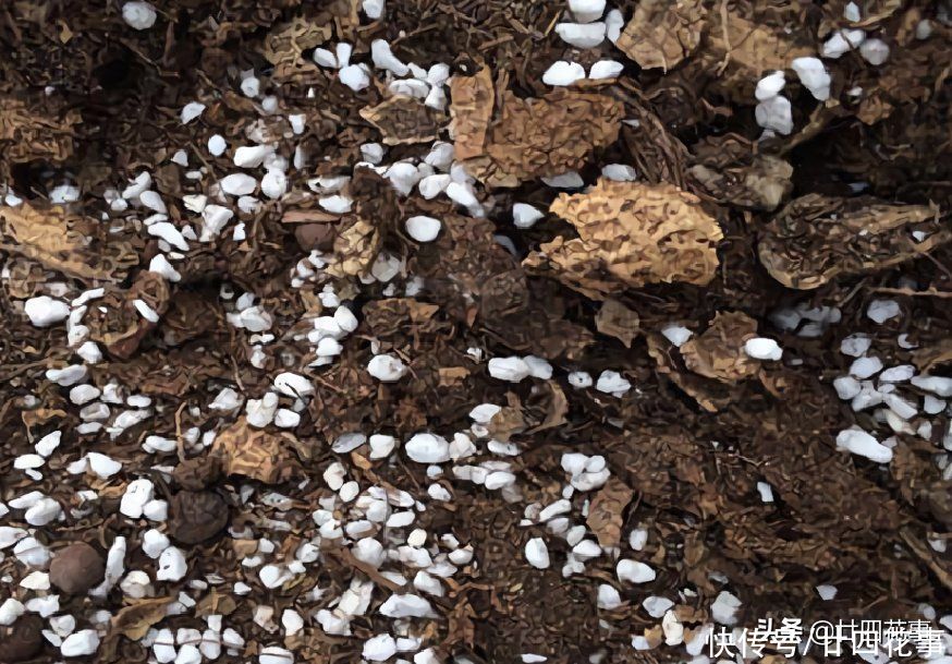 春节常见4种“废壳”，是养花“宝贝”，透气疏水，补肥效果好