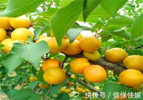 延缓|秋季养生坚持吃4种食物，补充营养、延缓衰老，谁吃谁受益4