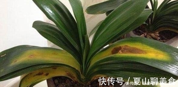 我把盆栽君子兰养成这样,好心疼,老婆只用3天将它变黑绿发亮!