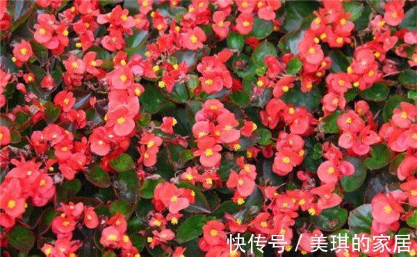 盆栽|适合盆栽吊起来养的花,这些花觉得值得你养