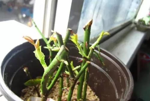 存活率|养花扦插育苗，用它催根，存活率太高，家里都摆不下了！