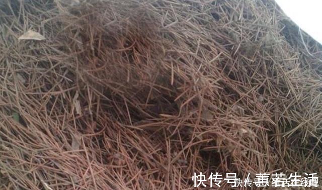 松针和松针土仅一字之差,但作用却完全不同,能不能养茶花全靠它!