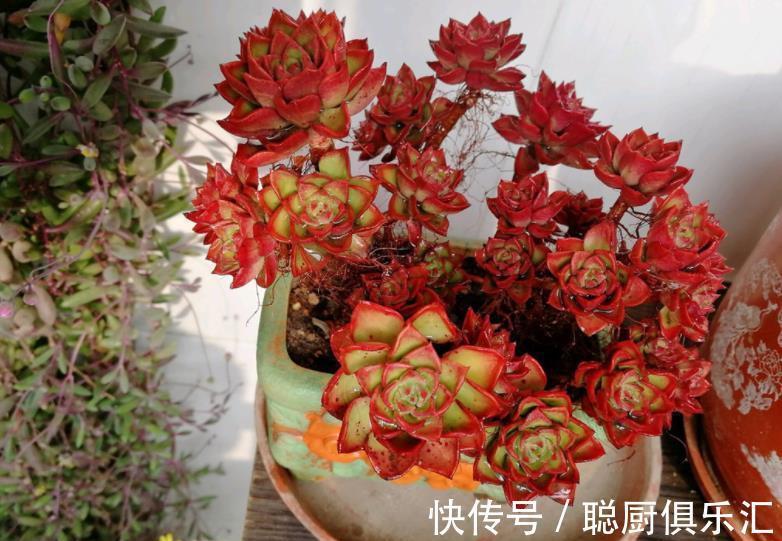秋冬养多肉蒂亚，3件事狠狠做，叶片红艳惹人爱，养成漂亮小老桩