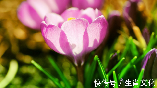 职场|今年八、九月份，属猴、蛇、鼠运势变好，职场有喜讯，财运节节高