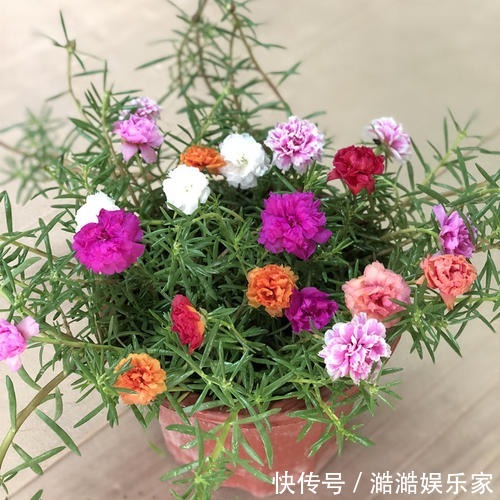 夏天|夏天就种5种花,一点不怕晒,再热的天都没事!