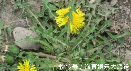 盆栽|阳台盆栽的“2种”植物,阳台种一些,够吃大半年!