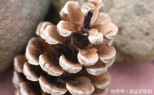 公园有“黑球”就捡回家,插土里浇点水,半月发新芽,半年成盆景!