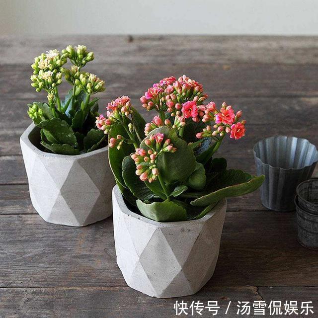加点肥|长寿花“睡醒了”,修剪打理一番,加点肥就窜花苞,年前正好开花